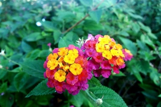 The best of 2026: Our most sold plants